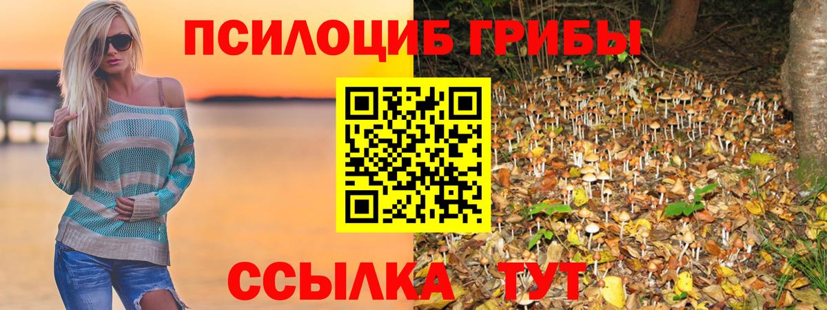 Псилоцибиновые грибы Psilocybe Королёв